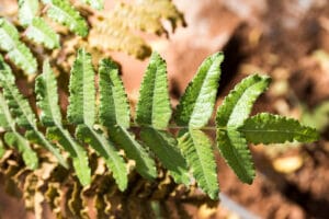 résine de Boswellia serrata