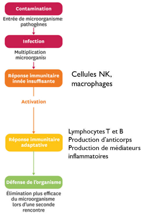 cycle de contamination